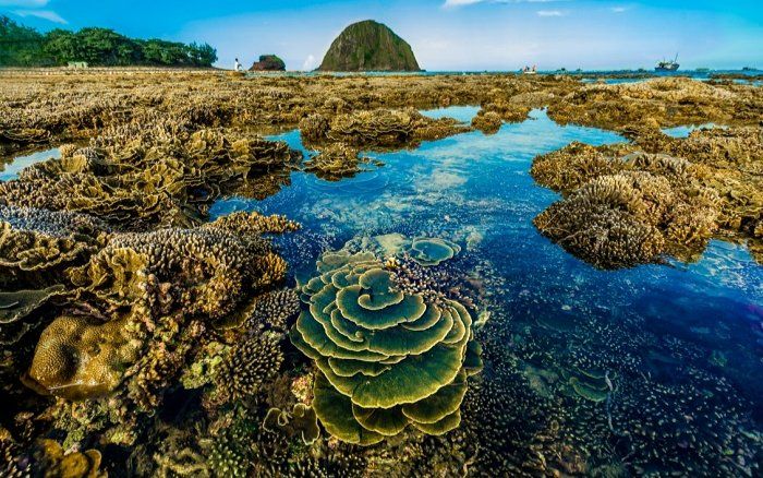 Ngơ ngẩn trước vẻ đẹp lộng lẫy của vườn san hô Phú Yên