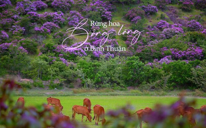 Xiêu lòng trước vẻ đẹp nên thơ của rừng hoa bằng lăng ở Bình Thuận