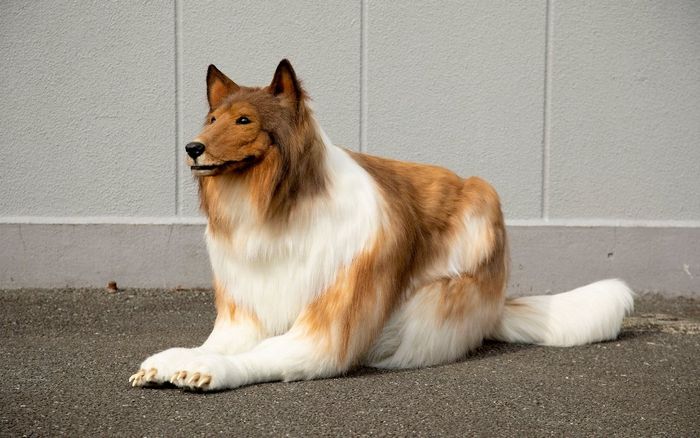 Chuyện thật như đùa: Người đàn ông Nhật Bản chi gần 400 triệu đồng để cosplay thành chó collie