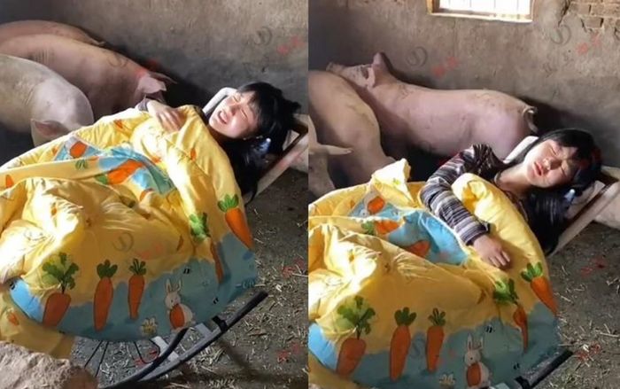 Cô gái xinh xắn thích ngủ trong chuồng lợn, thậm chí còn múa hát cho 'đàn con' nghe