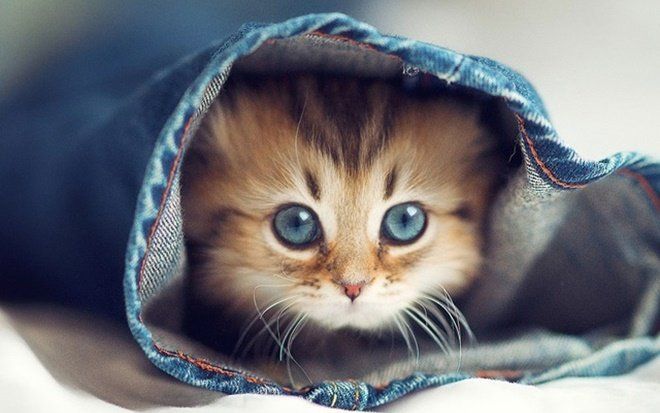 3 con giáp nam tư chất thông minh lại đào hoa hơn người, đi đến đâu cũng có bóng hồng vây quanh