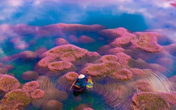 Ngất ngây trước vẻ đẹp của hồ tảo hồng ở Lâm Đồng