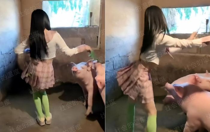 Cô gái mặc váy ngắn, nhảy múa trong chuồng lợn khiến dân mạng lắc đầu 'ngán ngẩm'