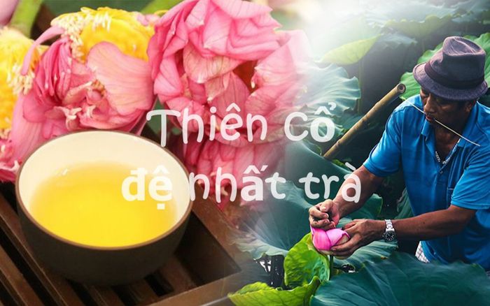 Trà sen Tây Hồ - thiên cổ đệ nhất trà