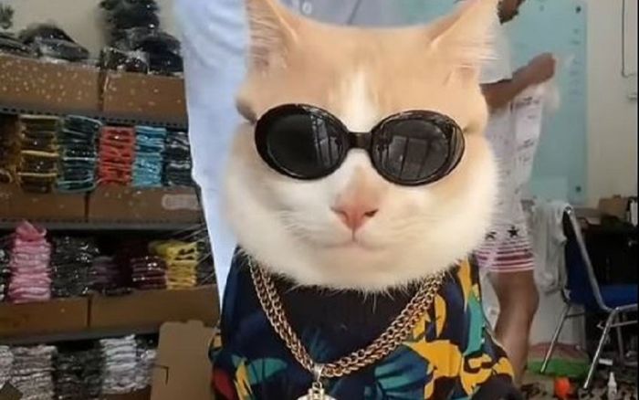Clip: Chú mèo 'siêu có tâm' giúp chủ kiếm bộn tiền khiến dân mạng 'phát cuồng'