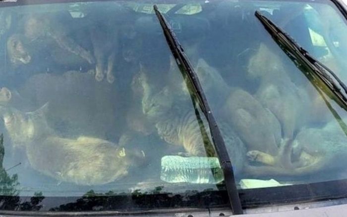 Người đàn ông sống trong ô tô giữa cái nóng thiêu đốt, phát hiện bên trong xe còn sốc hơn