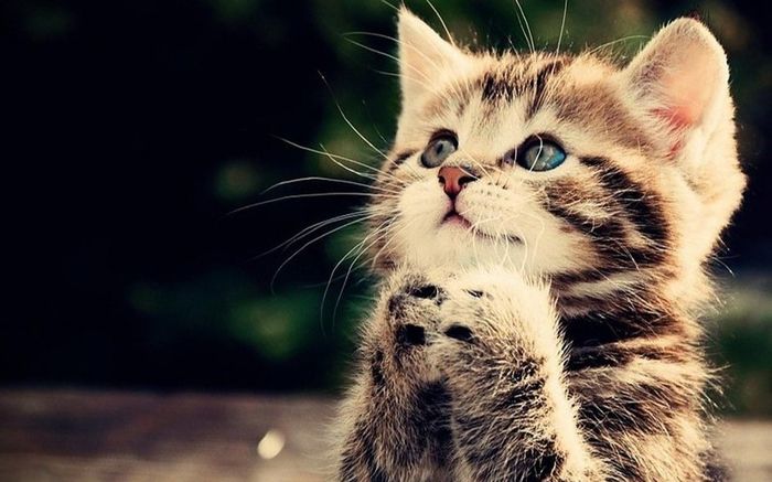 5 con giáp may mắn vượng phát, cuộc sống hanh thông trong tháng 6 Âm lịch