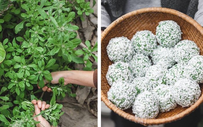 Loại rau quen thuộc làm xôi khúc, ngày trước mọc dại bây giờ thành đặc sản 500.000 đồng/kg