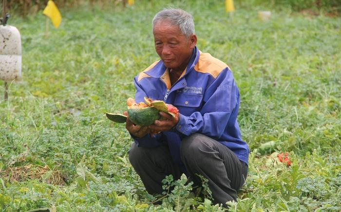 Cụ ông kể lại khoảnh khắc chứng kiến ruộng dưa hấu tan nát nghi bị kẻ xấu phá hoại