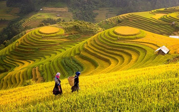 Thắng Cố Ngựa: Món đặc sản lạ miệng của vùng Tây Bắc
