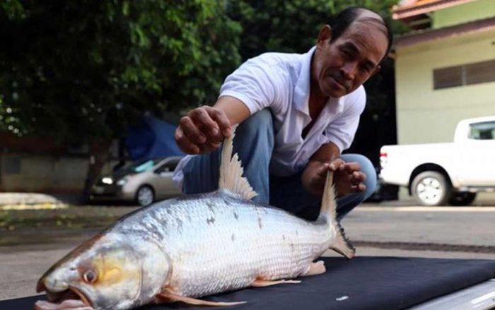 Phát hiện loài cá chép khổng lồ tưởng đã tuyệt chủng ở Campuchia