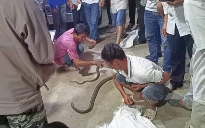 Tay không bắt rắn hổ mang chúa, người đàn ông bị cắn tử vong