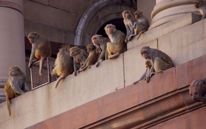 Bé trai 4 tháng tuổi chết tức tưởi khi bị khỉ cướp từ tay người cha và ném khỏi tầng thượng