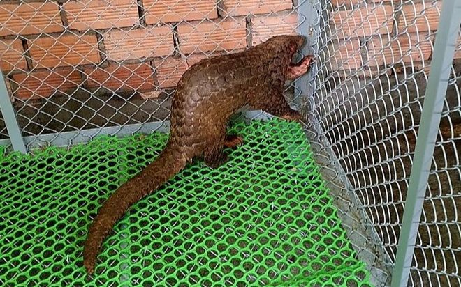 Tình cờ phát hiện 2 con tê tê quý hiếm lạc trong dãy cà phê, người đàn ông có hành động đáng khen