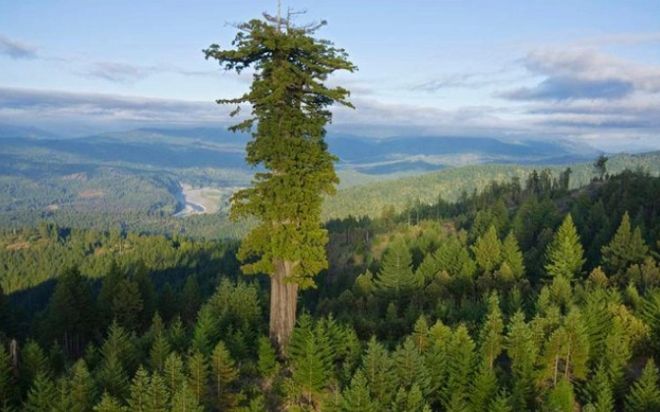 Sẽ bị phạt tù nếu đứng cạnh cây cao nhất thế giới