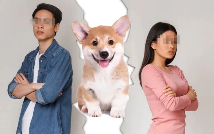 Cặp vợ chồng ly hôn không tranh chấp tài sản gì, chỉ giành bằng được quyền nuôi chú chó