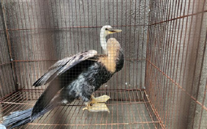 Chim hiếm thuộc sách đỏ bất ngờ đậu trên mái nhà không chịu bay, người dân vội vàng làm một điều