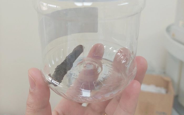 Thanh niên ho ra máu suốt 14 năm vì chung sống với cành cây dài gần 7cm đâm xuyên phổi