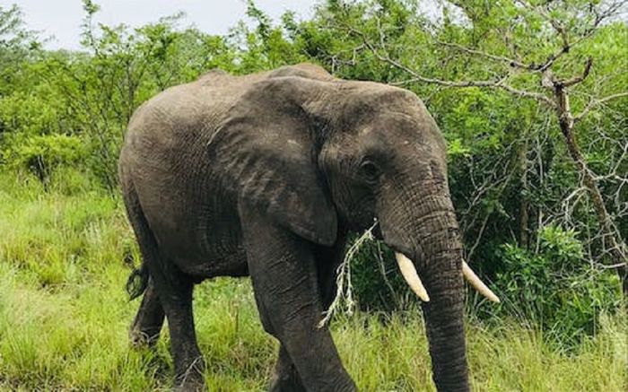Voi rừng xuất hiện ở gần nhà dân tìm thức ăn