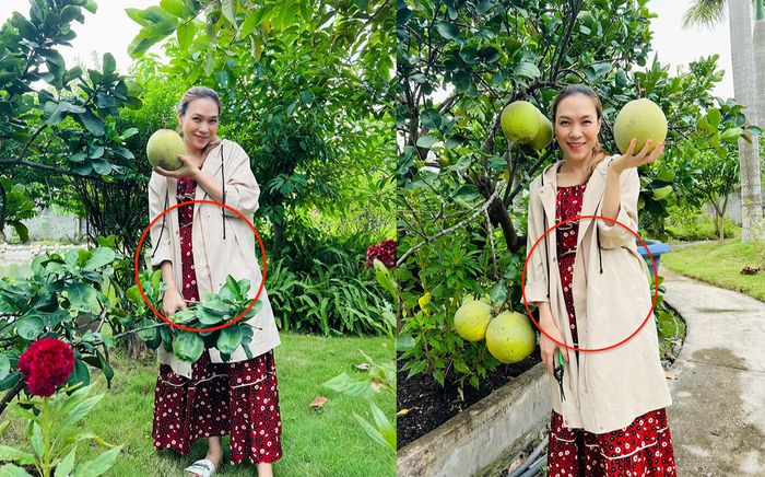 Mai Tài Phến vừa thông báo 'đã sẵn sàng', Mỹ Tâm lại bị nghi mang bầu