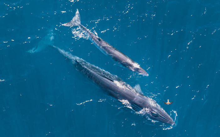 Hàng trăm chú cá heo xuất hiện tại biển Khánh Hoà