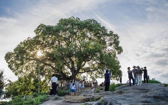 Cây sếu cổ 500 tuổi tọa giữa làng quê yên bình bỗng trở nên nổi tiếng, tấp nập đón khách ghé thăm