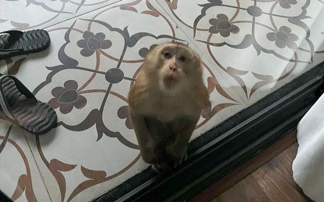 'Tề thiên' đại náo khu dân cư, tấn công trẻ em để xin ăn