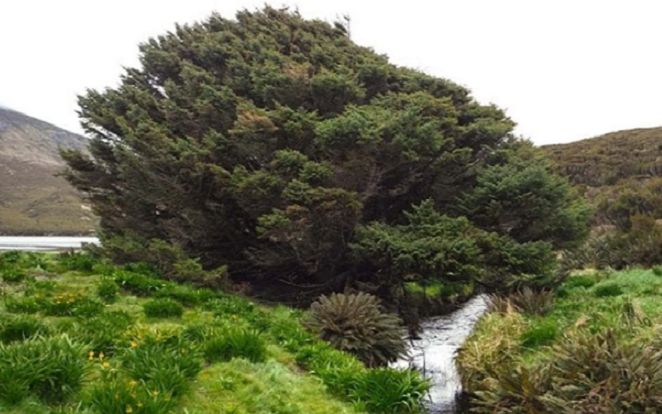 Cây cô đơn lớn nhất thế giới nắm giữ bí mật về biến đổi khí hậu?