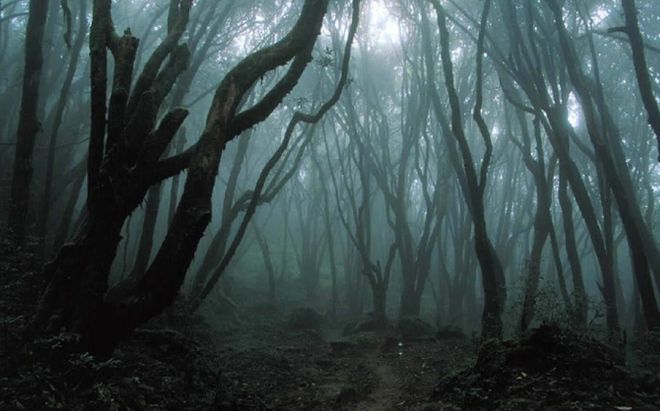 Khu rừng bí ẩn nhất thế giới được mệnh danh là 'tam giác quỷ' ở Romania