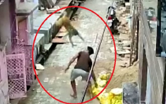 Bị ném đá liên tục, chú khỉ quyết chiến với người đàn ông để trả thù cho bạn