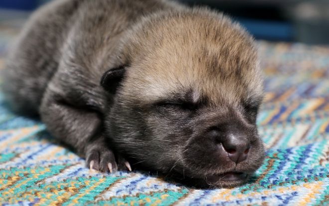 Trung Quốc nhân bản thành công sói Bắc Cực đầu tiên trên thế giới