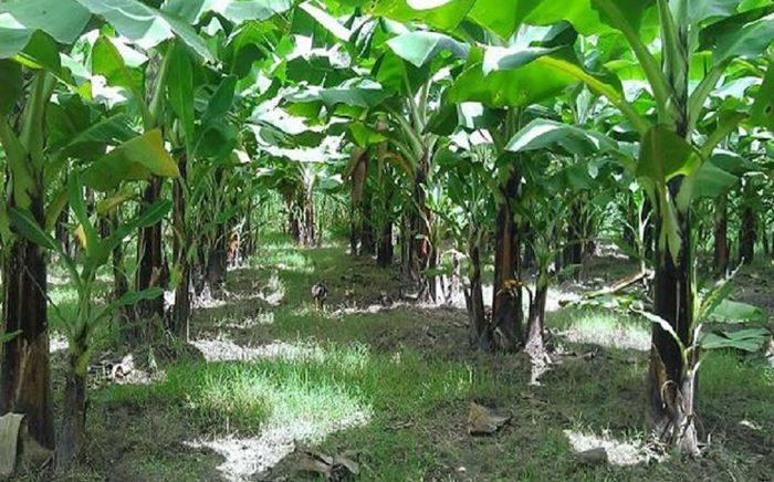 Đào ụ đất bất thường trong vườn nhà, phát hiện thi thể cụ bà 95 tuổi