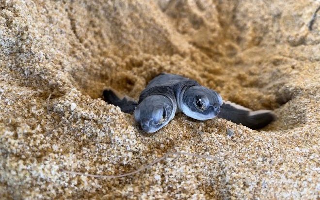 Chú rùa 2 đầu kỳ dị và cái kết đẹp cho nỗ lực sống của 'loài đột biến'