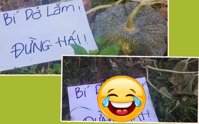 Cẩn thận treo biển 'chống trộm' bí, người trồng nhận lại hồi đáp 'dở khóc dở cười'