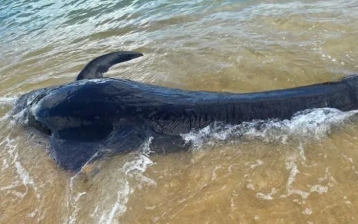 Nỗ lực giải cứu cá voi mắc cạn tại Quảng Ngãi