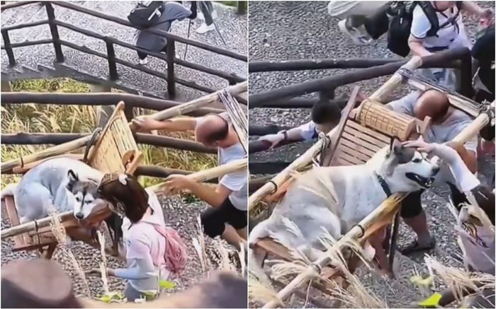 Xôn xao clip dắt chó Husky đi leo núi nhưng sợ chó mệt, cô gái thuê hẳn 2 người kiệu chó đi 'xem hoa'