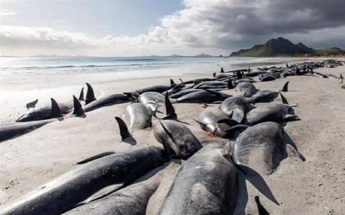 250 con cá voi hoa tiêu mắc cạn ở bãi biển New Zealand nhận kết cục bi thảm