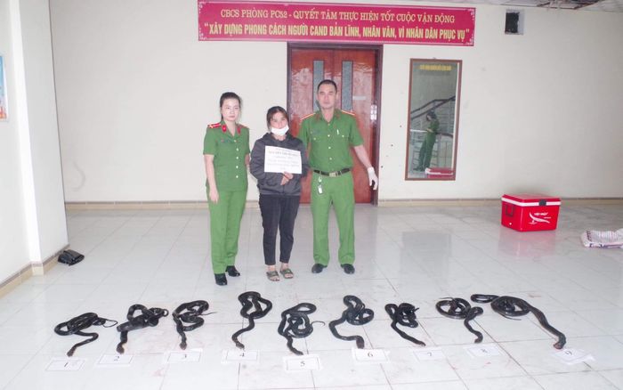 Bắt giữ người phụ nữ mang theo ổ rắn hổ mang chúa 9 con