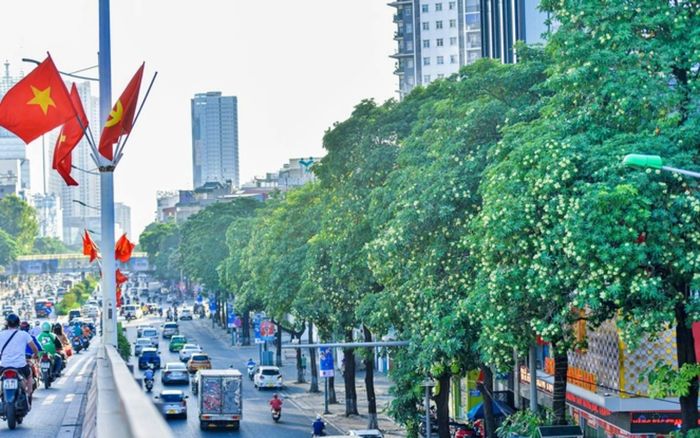 Đề xuất di dời 80 cây hoa sữa trên một tuyến phố Hà Nội: Mùi hoa sữa nồng nàn hay nồng nặc?