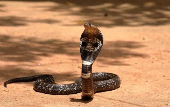 Bị rắn hổ mang cắn, bé trai 8 tuổi lập tức 'cắn trả' khiến con vật bỏ mạng