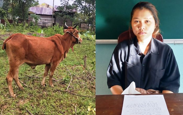 Cô gái 19 tuổi thuê xe ba gác để bắt bò thả rông chở đi bán