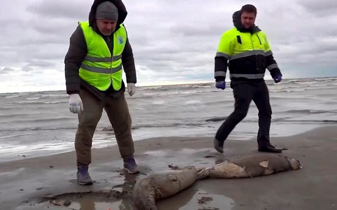 2.500 con hải cẩu chết trên bờ biển Nga chưa rõ nguyên nhân