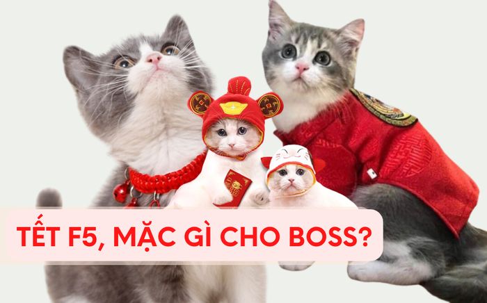 Tết con mèo 'tậu' gì cho các 'hoàng thượng' chưng diện ngày Tết