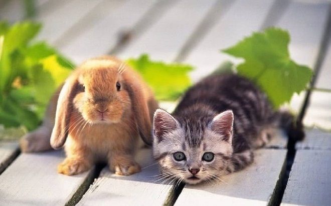 Mèo thay thỏ và lý do năm Mão ở Việt Nam là mèo mà không phải thỏ như nhiều nước châu Á