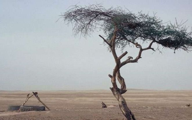 Cây cô độc nhất thế giới và cái chết 'tức tưởi' của một biểu tượng từng đi vào truyền thuyết