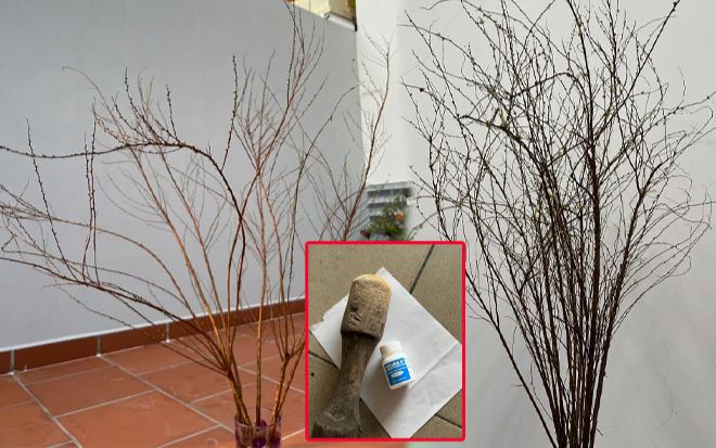 30 Tết mà tuyết mai vẫn ngủ dù cật lực bổ trợ B1, chị em còn nước ngán ngẩm: Đúng là hồng nhan bạc bẽo