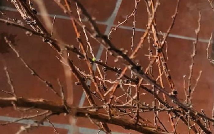 Gần hết Tết, nhiều gia đình 'bất lực' khi tuyết mai vẫn đang ngủ đông, đành chuyển sang chưng rằm