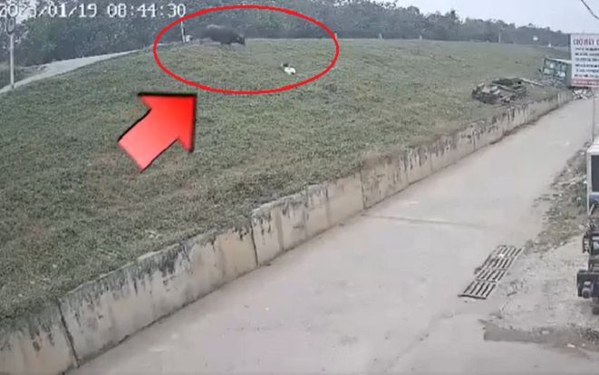 Đang đi đường, cô gái bị trâu điên húc văng xuống bờ đê bất tỉnh