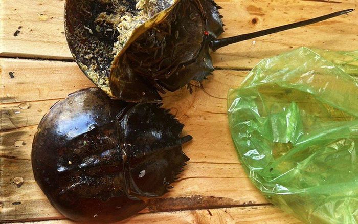 Độc tố chưa có thuốc giải được phát hiện trong vụ 3 người nhập viện nghi ăn nhầm so biển