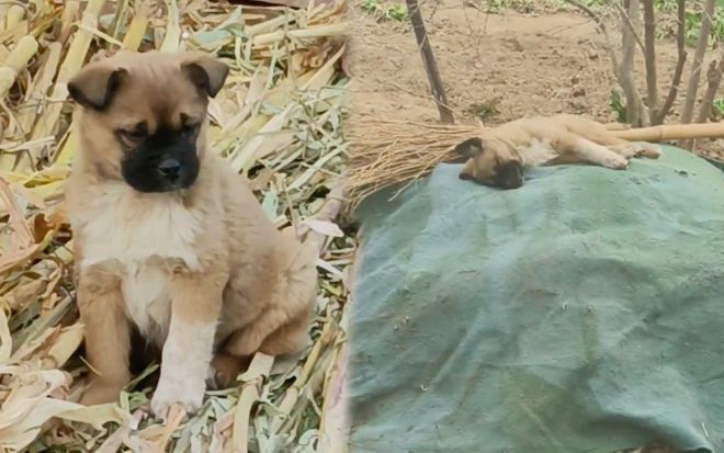 Bạn cừu thân thiết bị giết thịt, chú chó trầm cảm rồi buồn bã qua đời